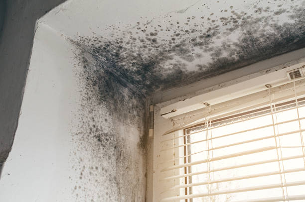 Affordable Mold Remediation solutions in Budd Lake, NJ