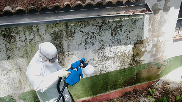 Top rated local Mold Remediation specialists in Budd Lake, NJ